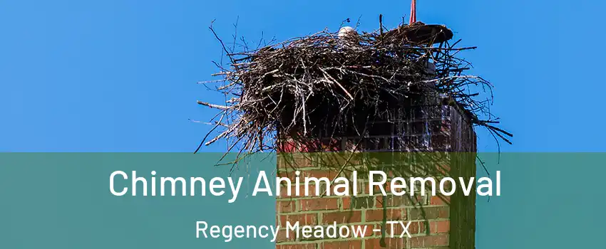 Chimney Animal Removal Regency Meadow - TX