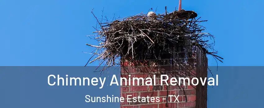 Chimney Animal Removal Sunshine Estates - TX